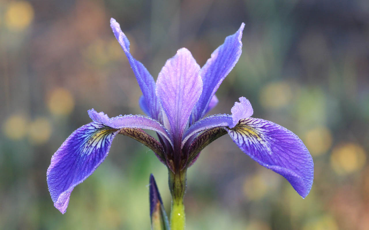 comment prendre iris versicolor
