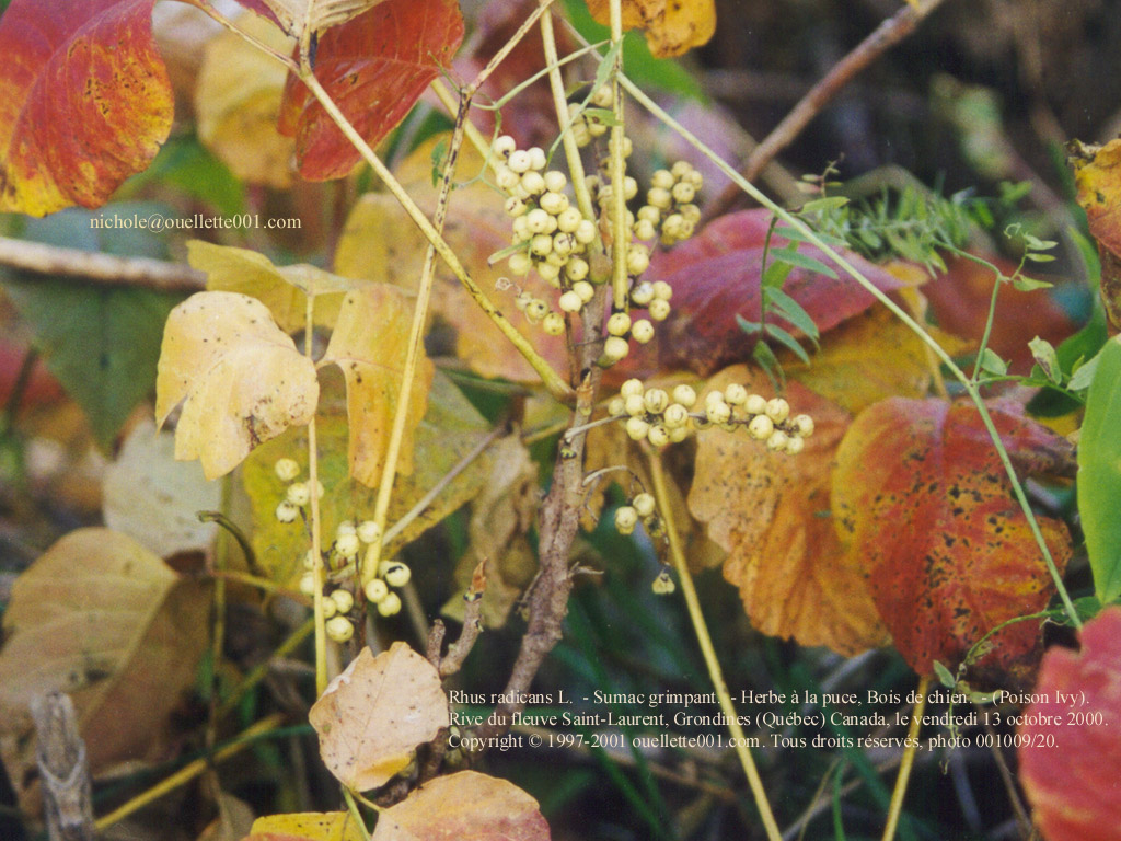 Rhus radicans, Sumac grimpant, Herbe la puce, Bois de chien, Poison ivy.